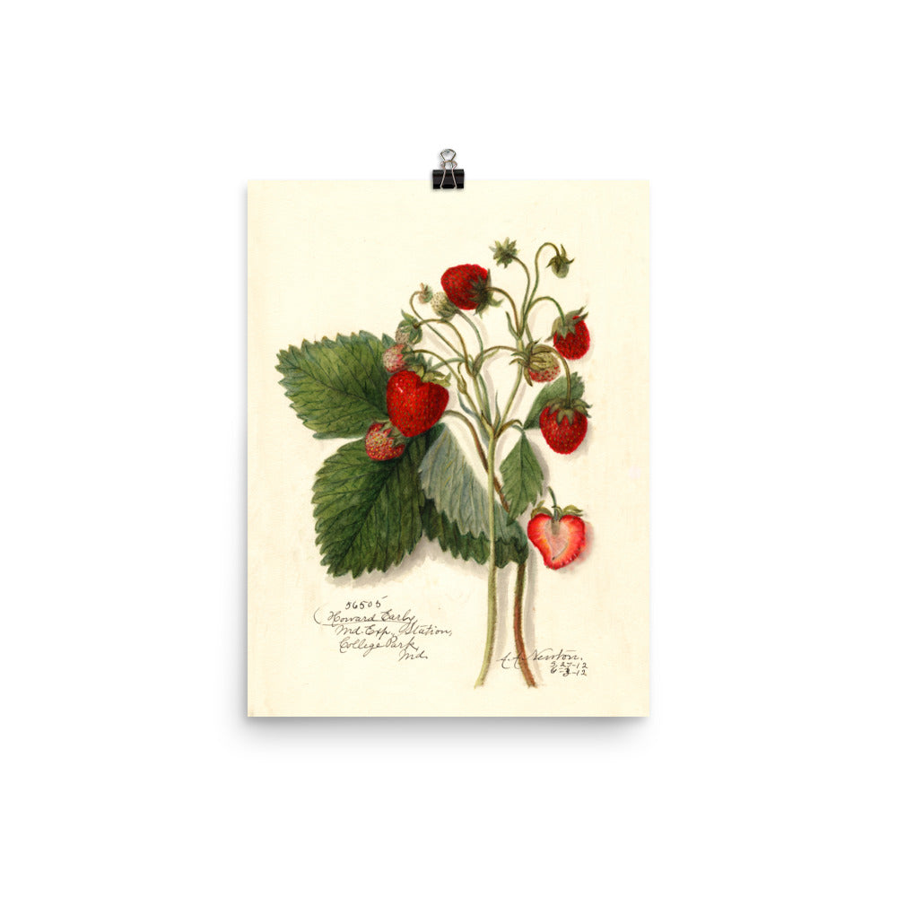 Vintage Botanical Strawberry Illustration Poster