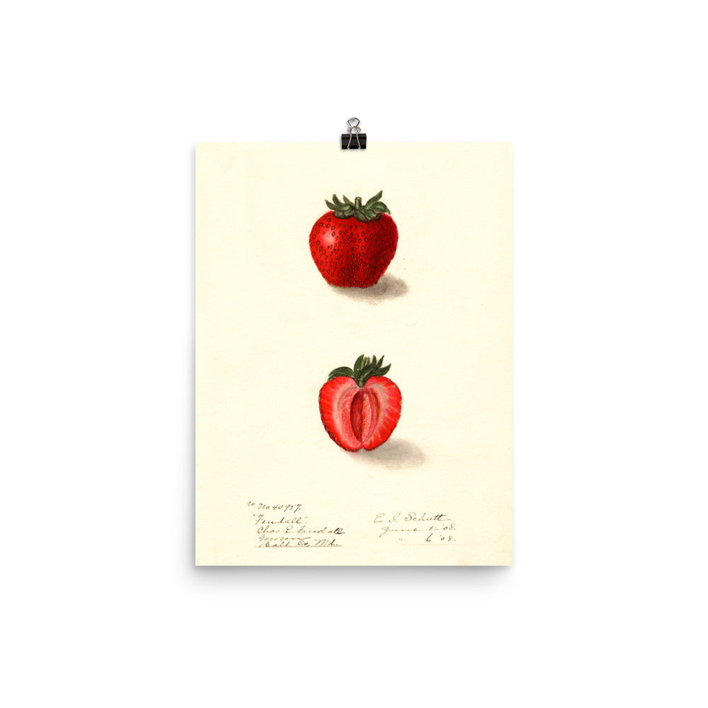 Vintage Botanical Strawberry Illustration Poster
