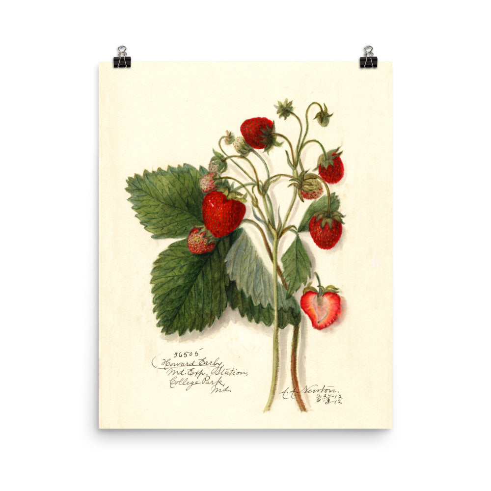 Vintage Botanical Strawberry Illustration Poster