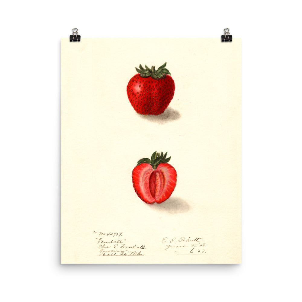 Vintage Botanical Strawberry Illustration Poster
