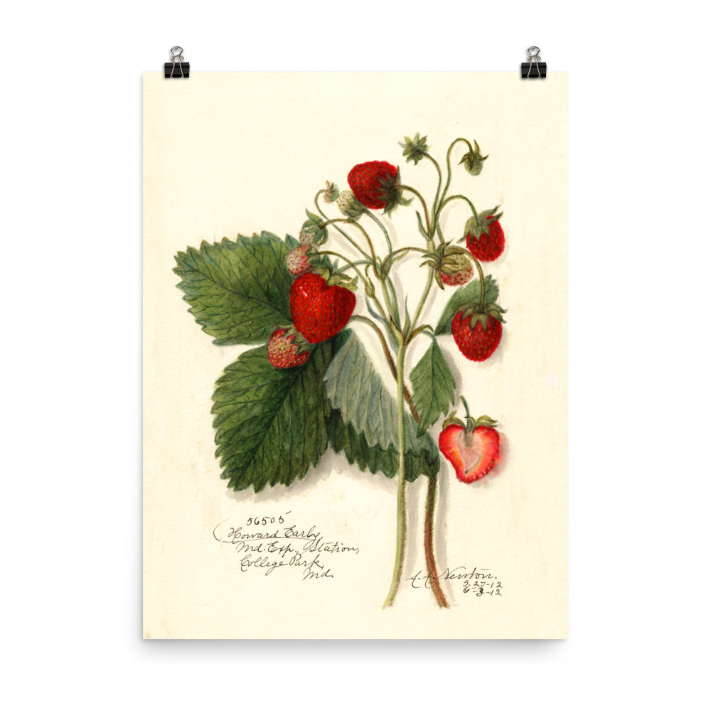 Vintage Botanical Strawberry Illustration Poster
