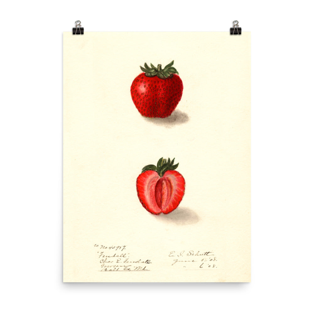 Vintage Botanical Strawberry Illustration Poster
