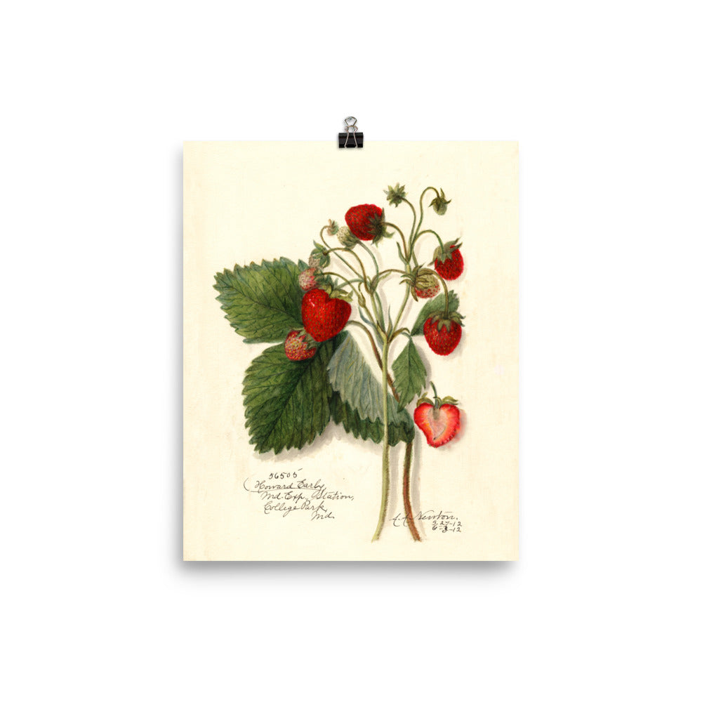 Vintage Botanical Strawberry Illustration Poster