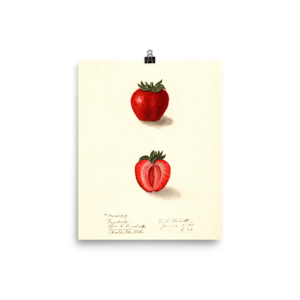 Vintage Botanical Strawberry Illustration Poster