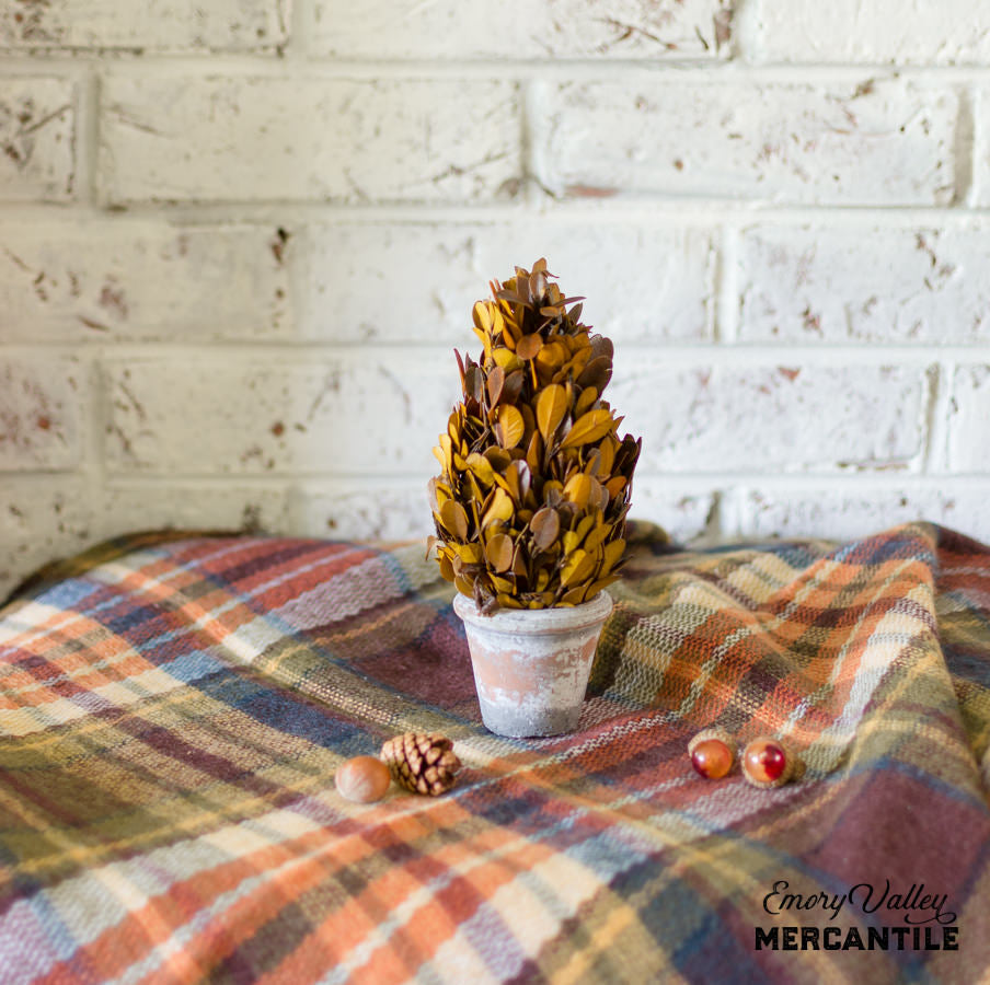 fall preserved boxwood topiary cone orange brown