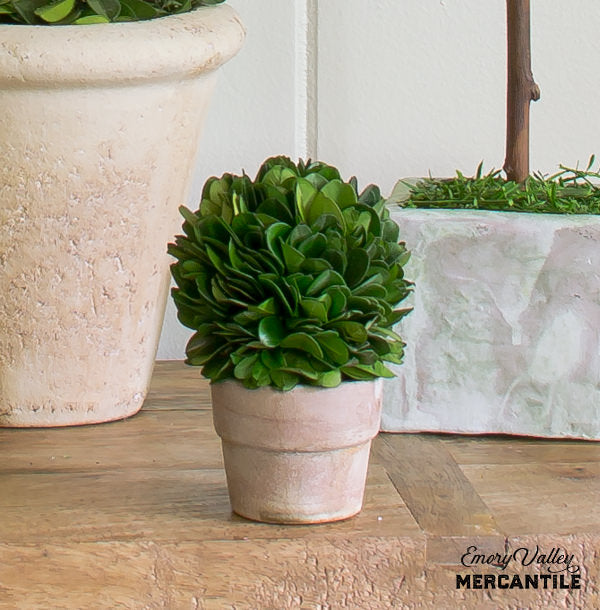 mini preserved boxwood topiary ball