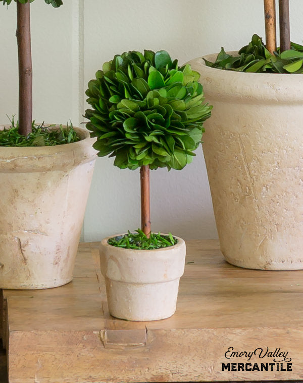mini preserved boxwood topiary ball tree