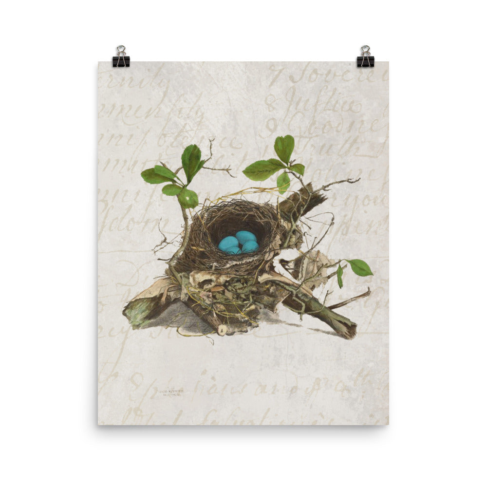 Antique Bird Nest Print