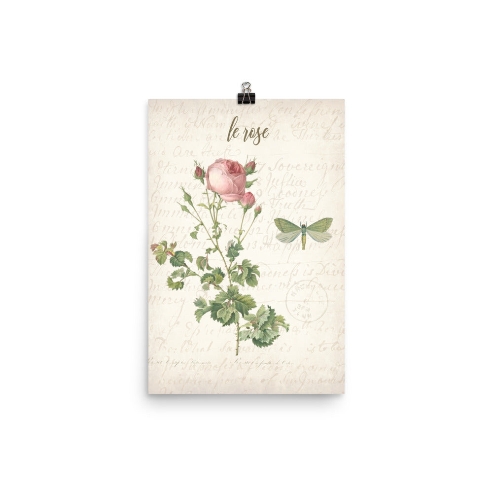 Vintage Rose Botanical Art