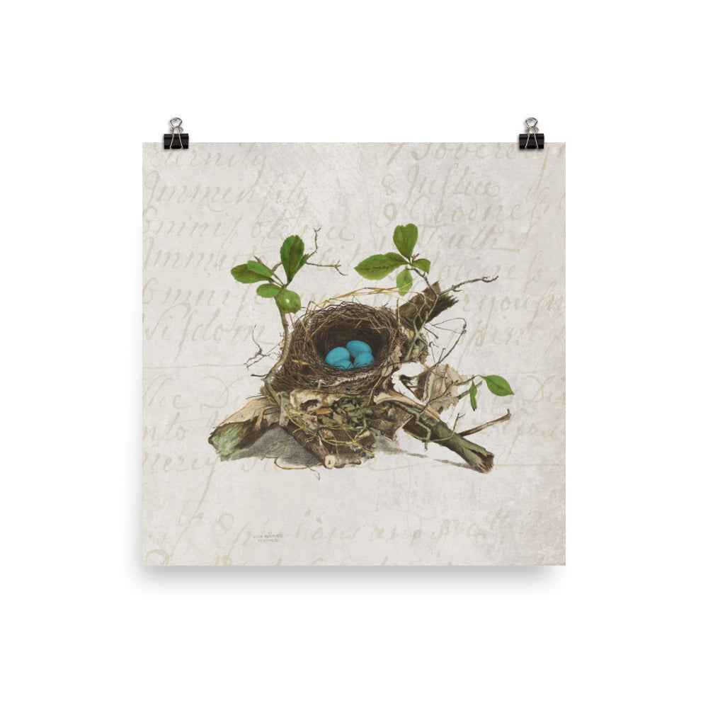 Antique Bird Nest Print