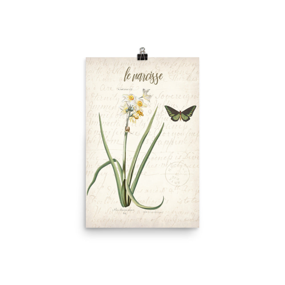 Vintage Narcissus Botanical Art