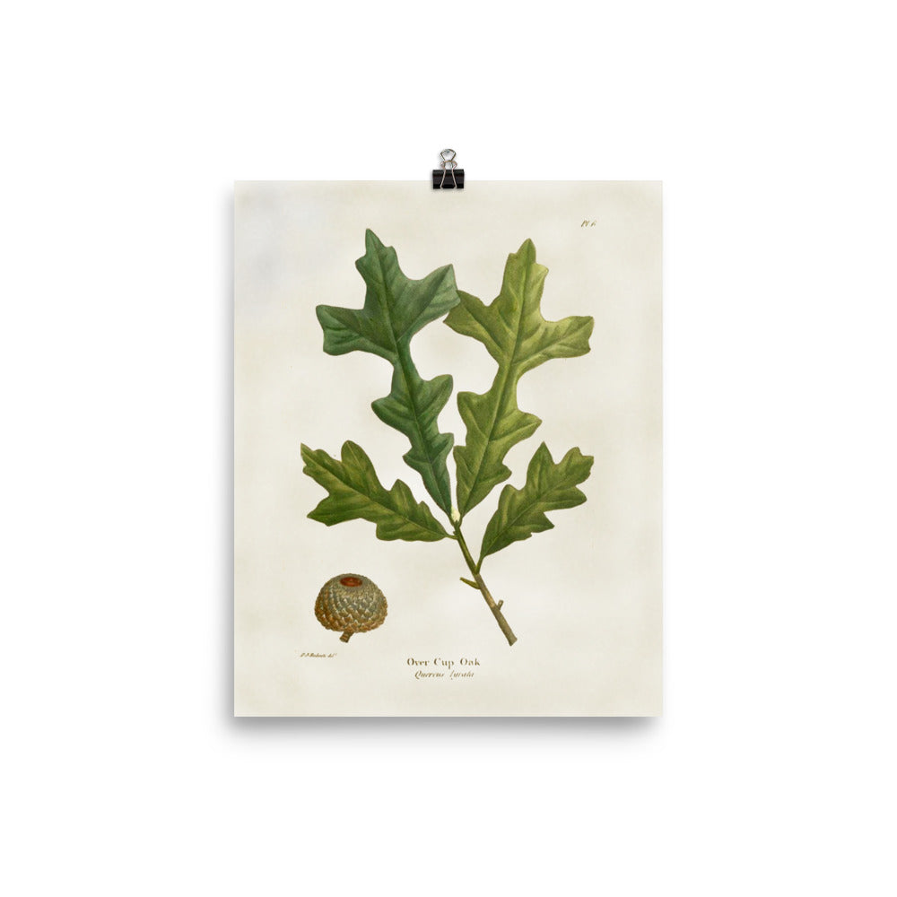 Vintage Overcup Oak Leaf Botanical Print