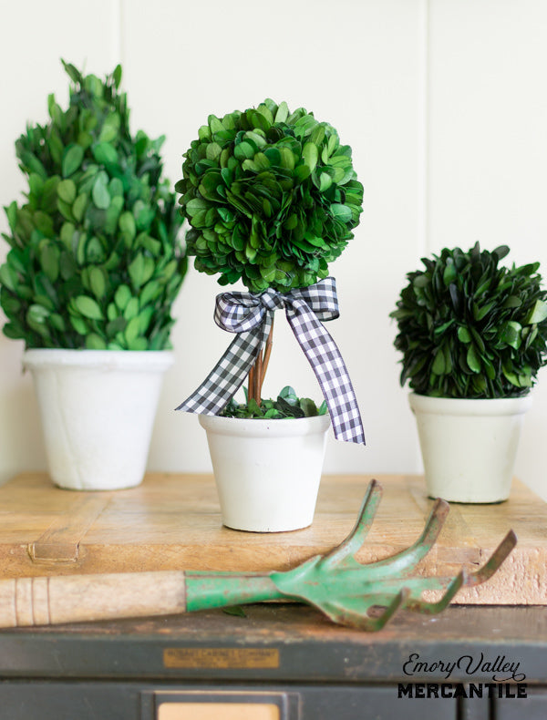 small preserved boxwood topiary ball tree