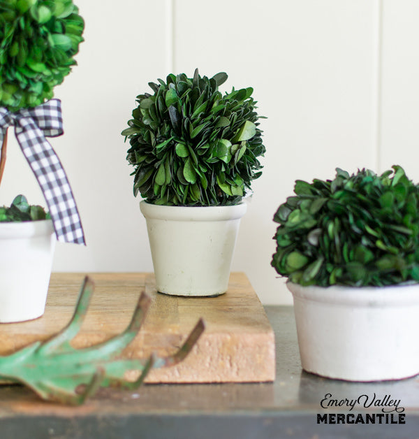Small Round Preserved Boxwood Ball in Pot