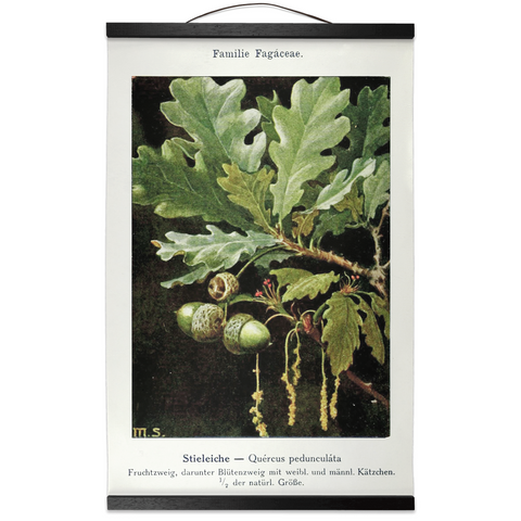 vintage oak leaf botanical hanging art