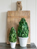 Preserved Boxwood Topiary Cone in Clay Pot, 2 sizes