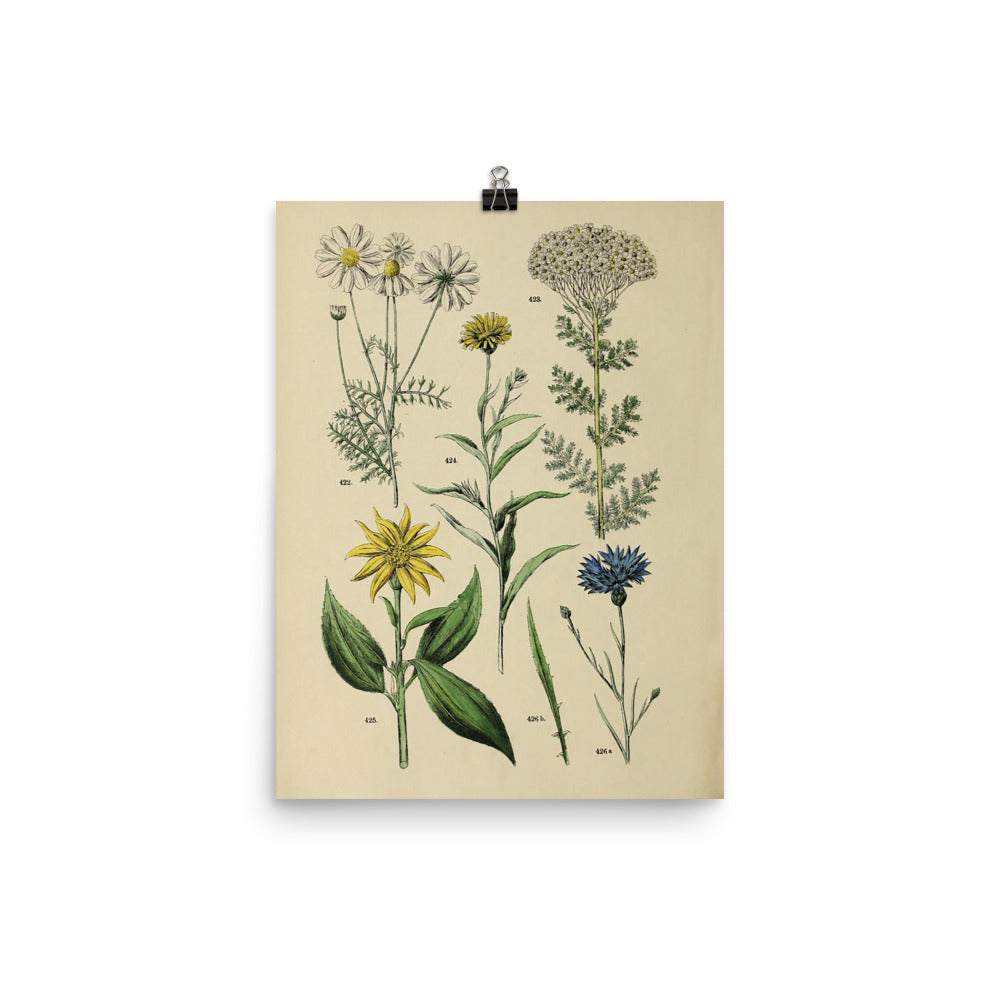 Vintage Botanical Illustration Matte Poster