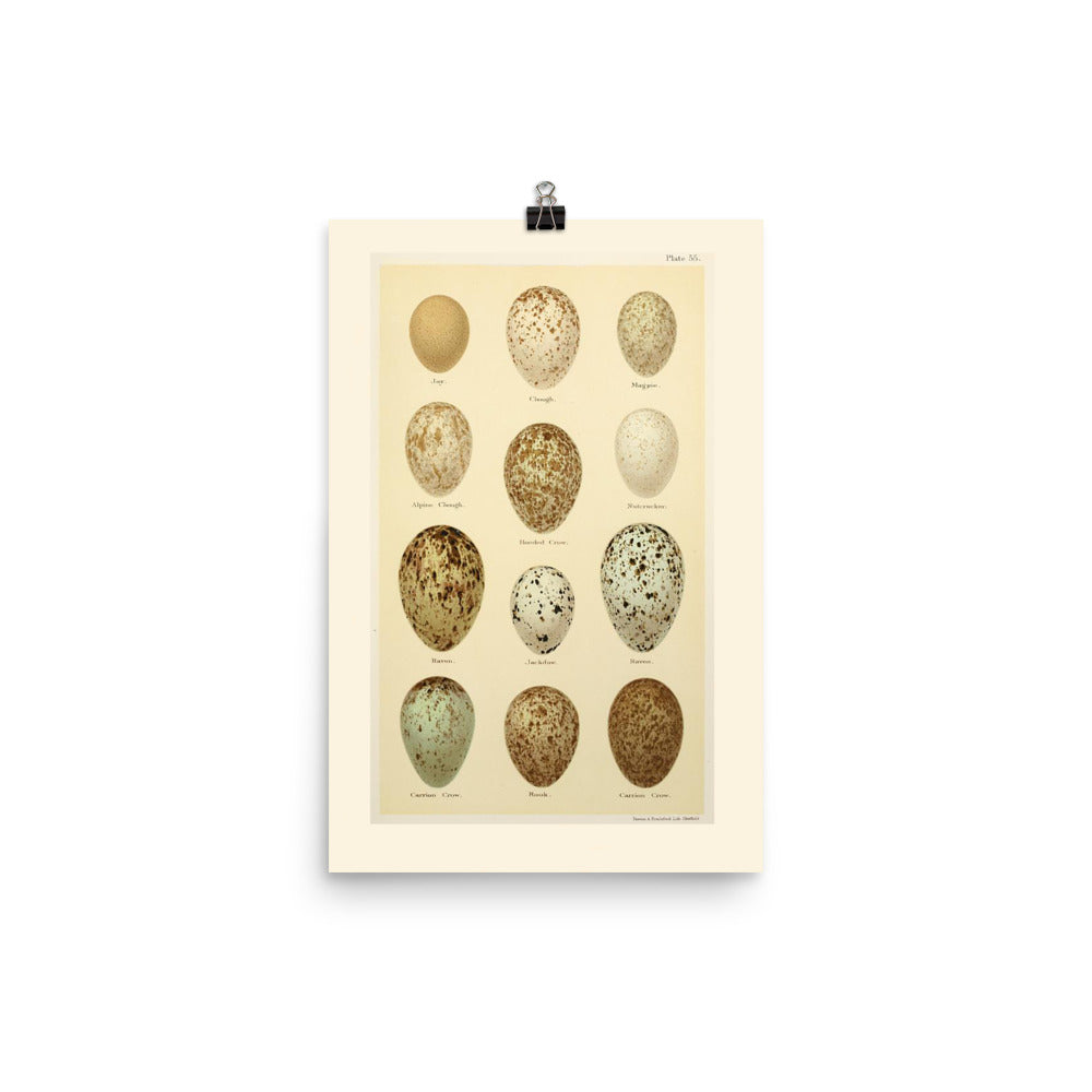 Antique Egg Scientific Illustration Matte Poster