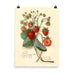 Vintage Botanical Strawberry Illustration Poster