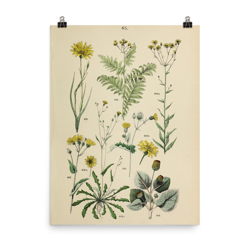 Botanical Art & Scientific Illustrations – Emory Valley Mercantile