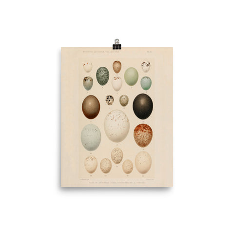 Scientific Egg Illustration Matte Poster