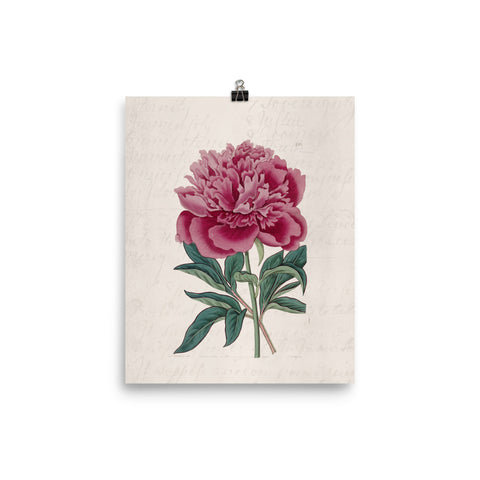 Red Peony Matte Poster