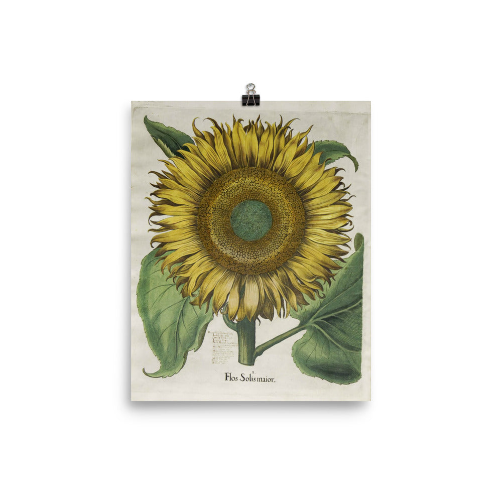 Vintage Sunflower Botanical Illustration