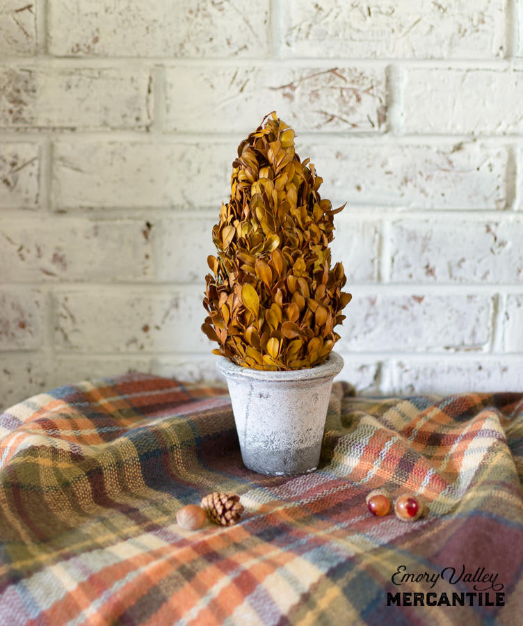 Limited Edition Fall Preserved Boxwood Topiary Cone in Terra Cotta Pot ...