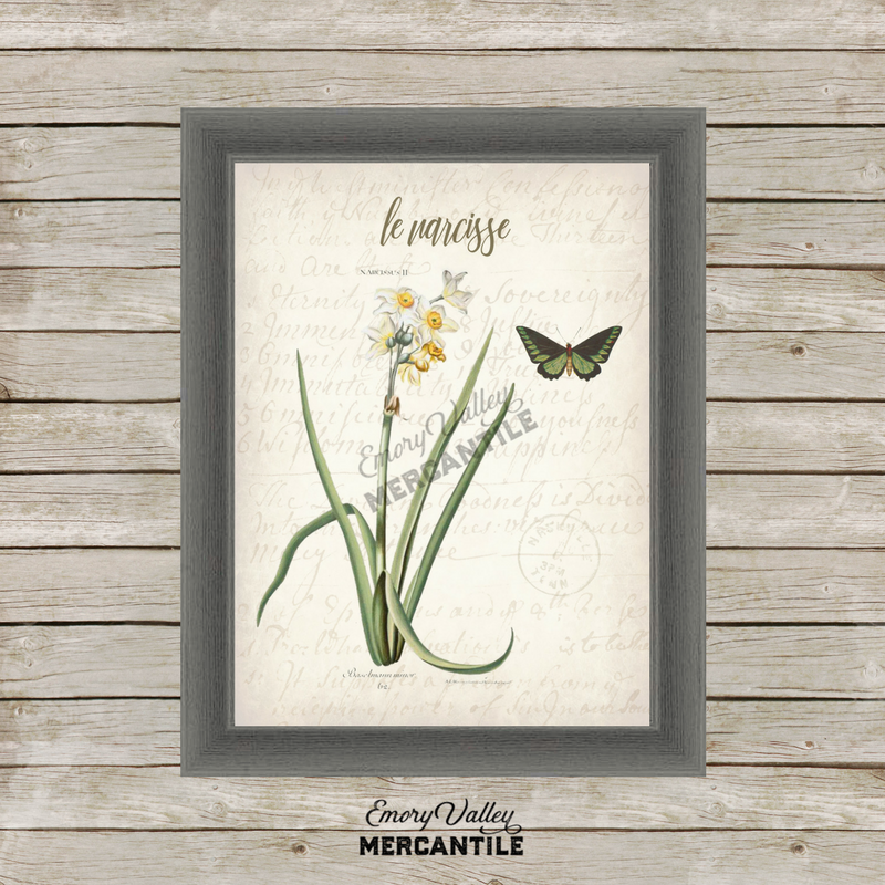 Vintage Narcissus Botanical Printable