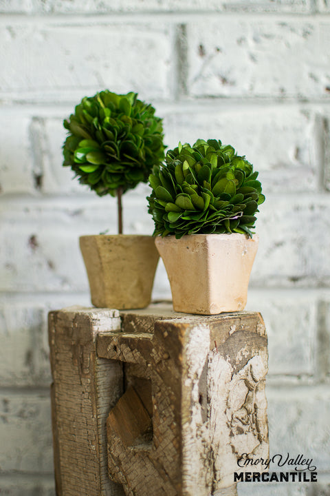 mini boxwood topiary set