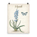 Vintage Hyacinth Botanical Art