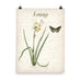 Vintage Narcissus Botanical Art