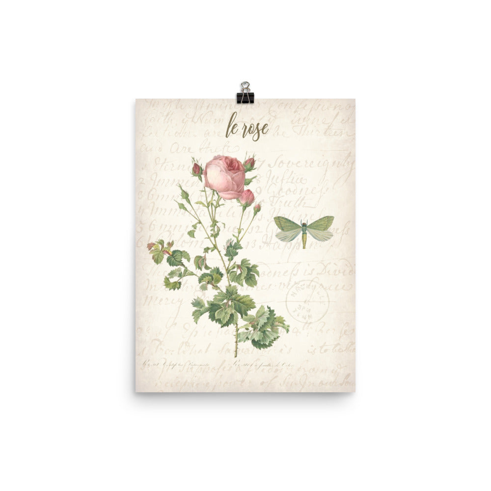 Vintage Rose Botanical Art