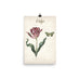 Vintage Tulip Botanical Art