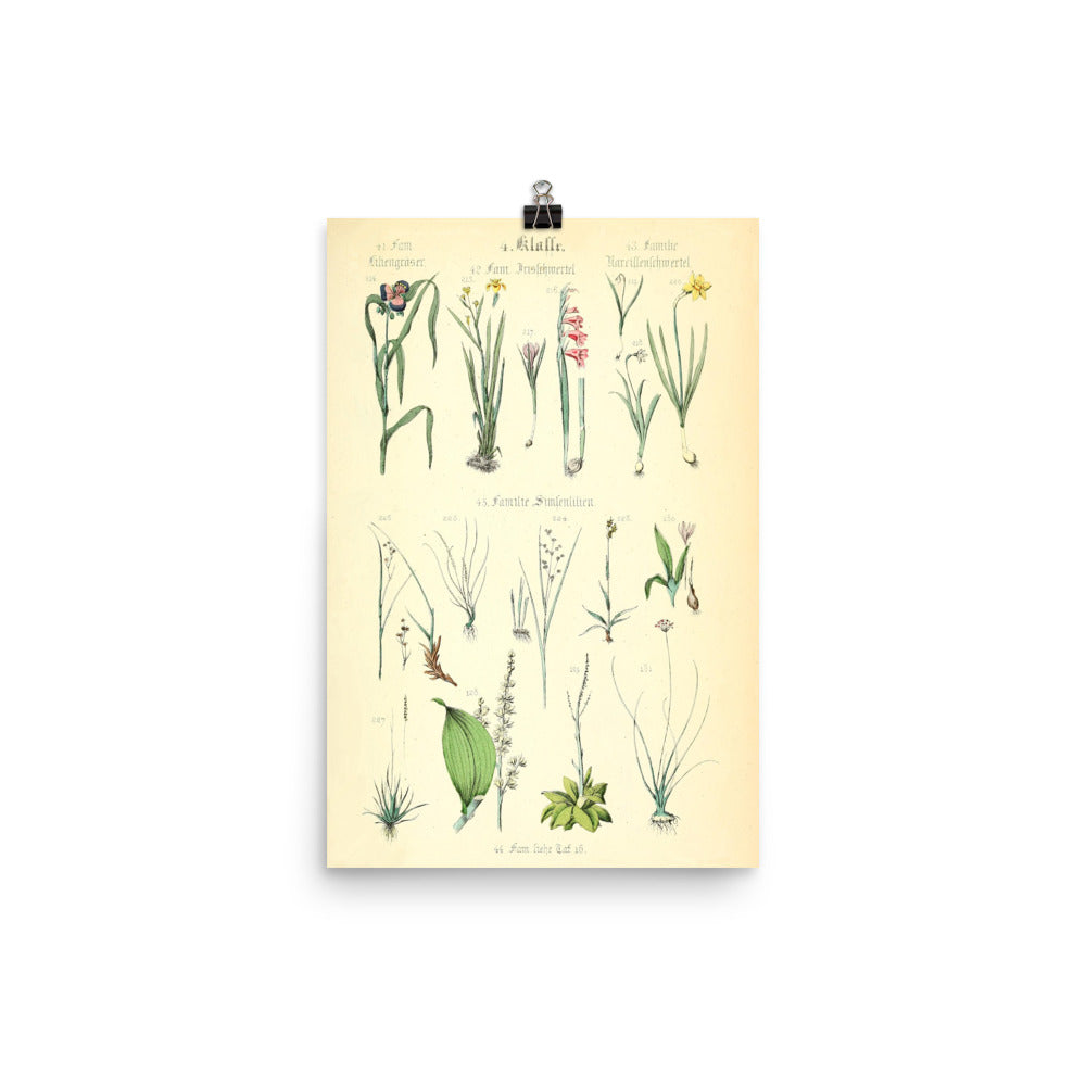 Vintage Botanical Art Print