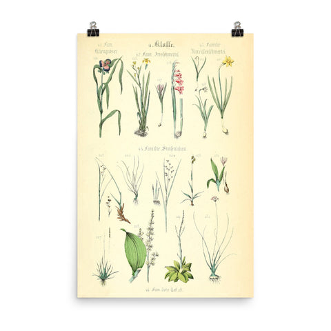 Vintage Botanical Art Print