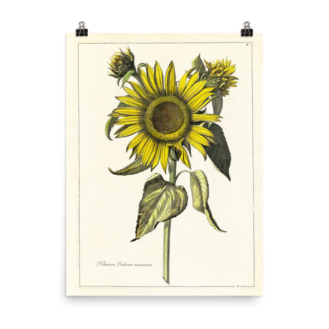 Vintage Sunflower Matte Poster