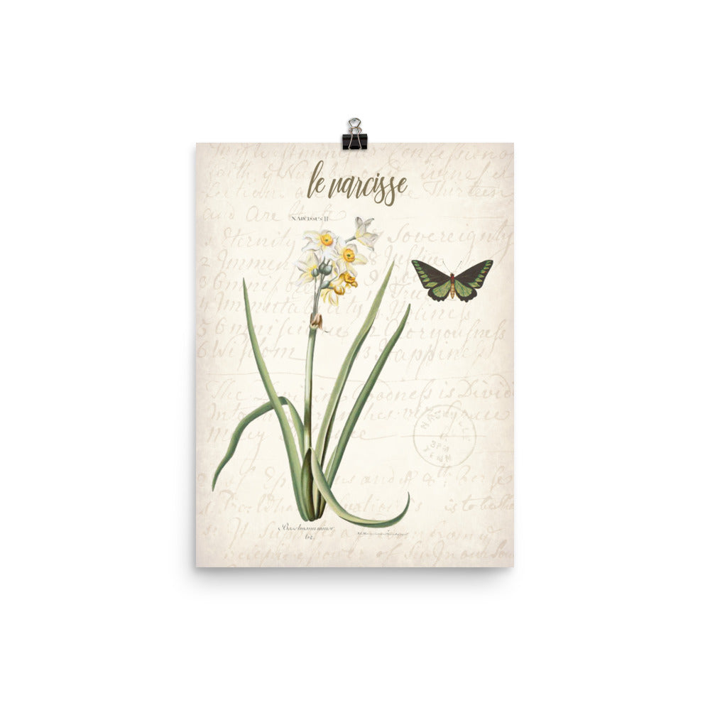 Vintage Narcissus Botanical Art