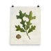 Vintage Overcup Oak Leaf Botanical Print
