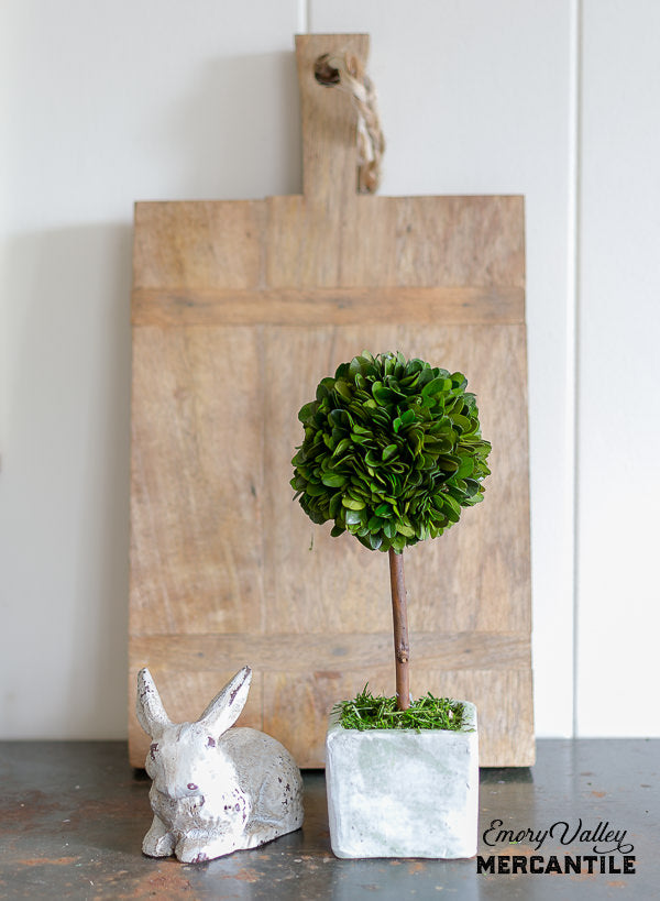 preserved boxwood ball topiary in square pot