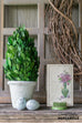 preserved boxwood topiary with rustic spring mantel decor