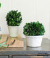 preserved boxwood topiary ball in white pot