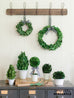 preserved boxwood wreaths and topiaries