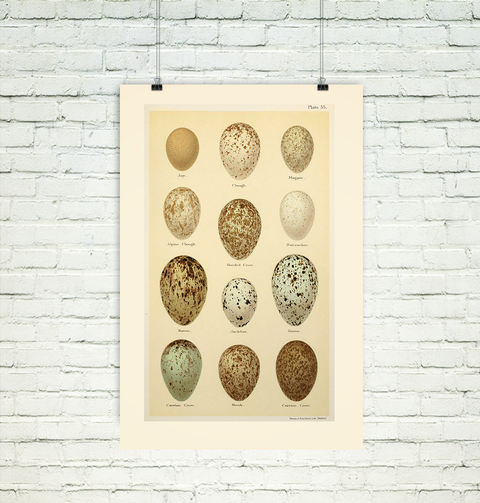 antique egg scientific illustration art