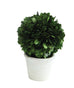 small round preserved boxwood topiary ball in pot